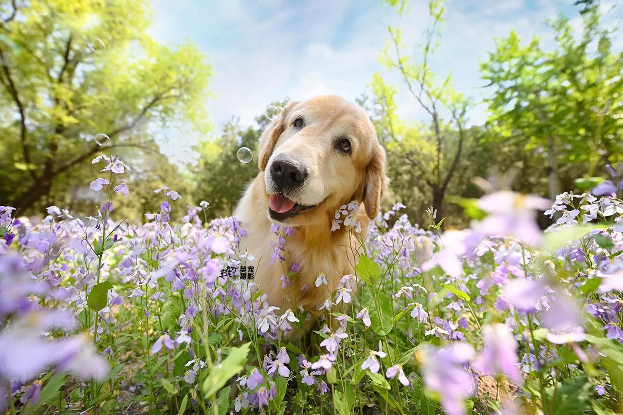 去野餐，去围炉，去露营
都没有带毛孩子去花海里跑一场来的酣畅淋漓，开心畅快🥳