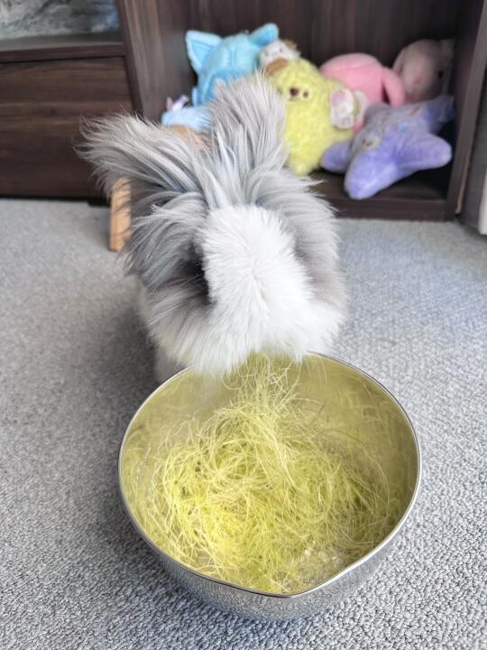 又吃黄金炒面啦