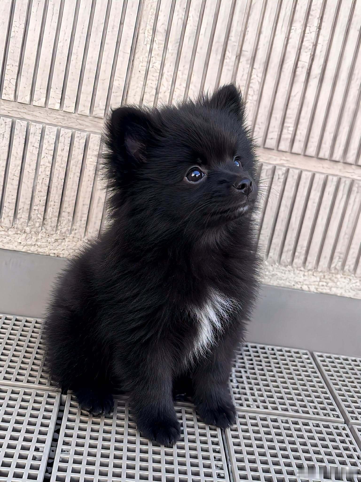 推主：我家的博美犬。与其说是长大了，不如说是像宝可梦一样进化… 