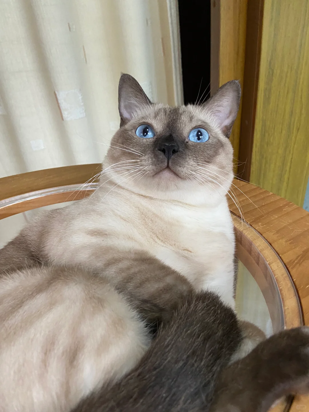 在一只猫的脸上看到了眉清目秀