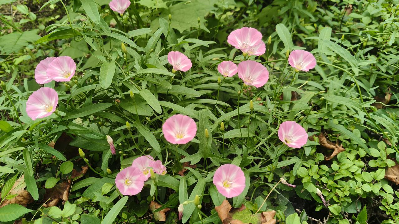 晒晒手机里最美的一张野花好像最普通的花💐，却在夏日炎炎里释放着浓情蜜意。