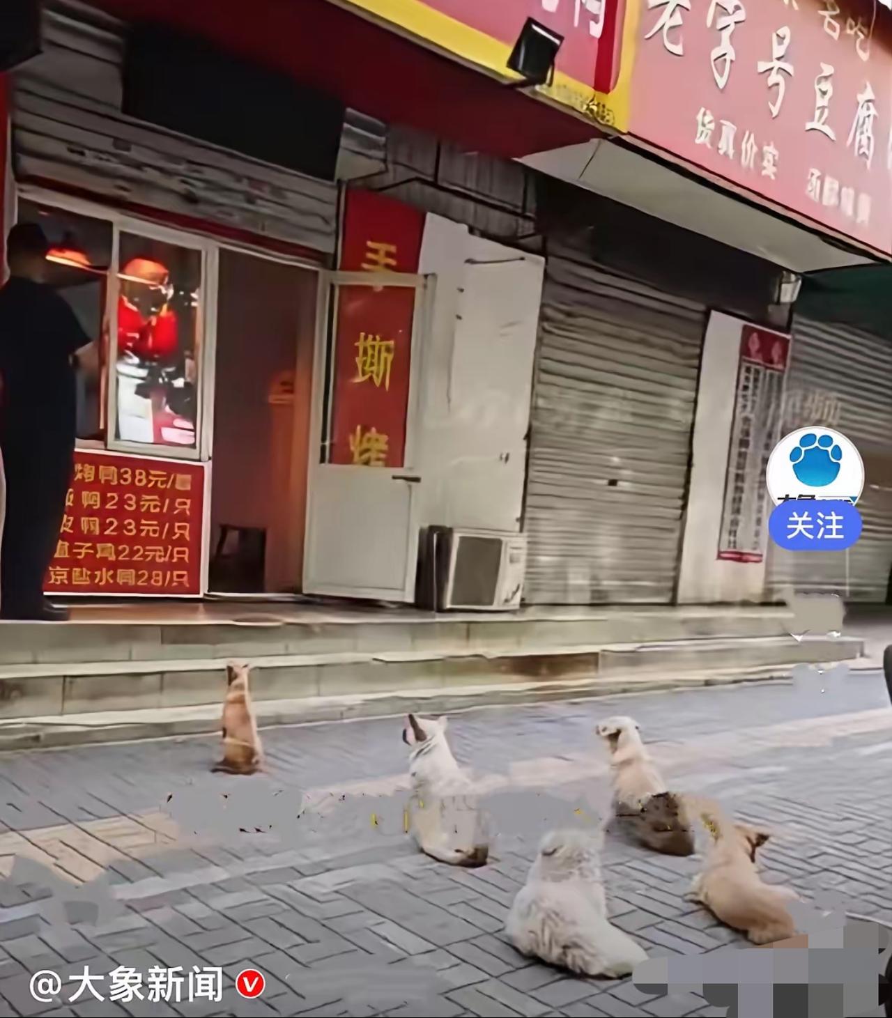 洛阳烤鸭店的清晨温柔：五只流浪小狗的专属排队日常

近日，河南洛阳一家烤鸭店门口