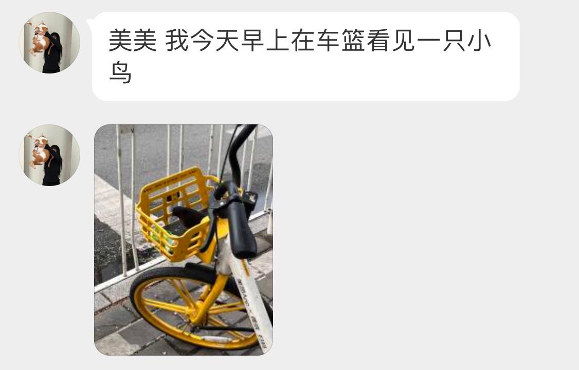 #鸟粉投稿# 车篮里的乌鸫对着优酸乳陷入了沉思 ​​​