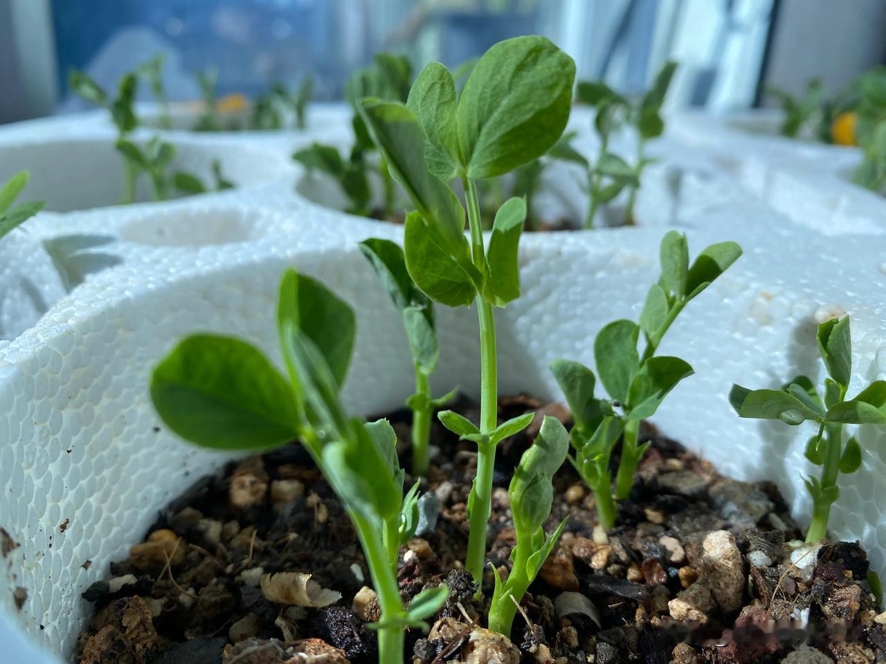 退休生活日常：你在阳台种豆苗了吗？
今天的气温适宜，在家晒被子做饭，暖暖的一天。