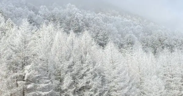 旅游业|飞上天空赏雪景！神农架直升机观光成武汉人“新宠”