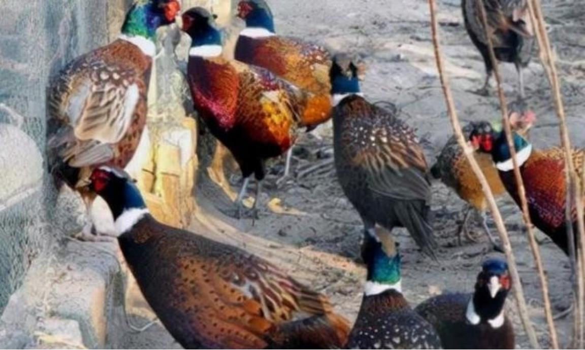 东北野鸡泛滥成灾，为何很少有人吃？当地农民直言：“别说吃了，我们甚至都不敢招惹它