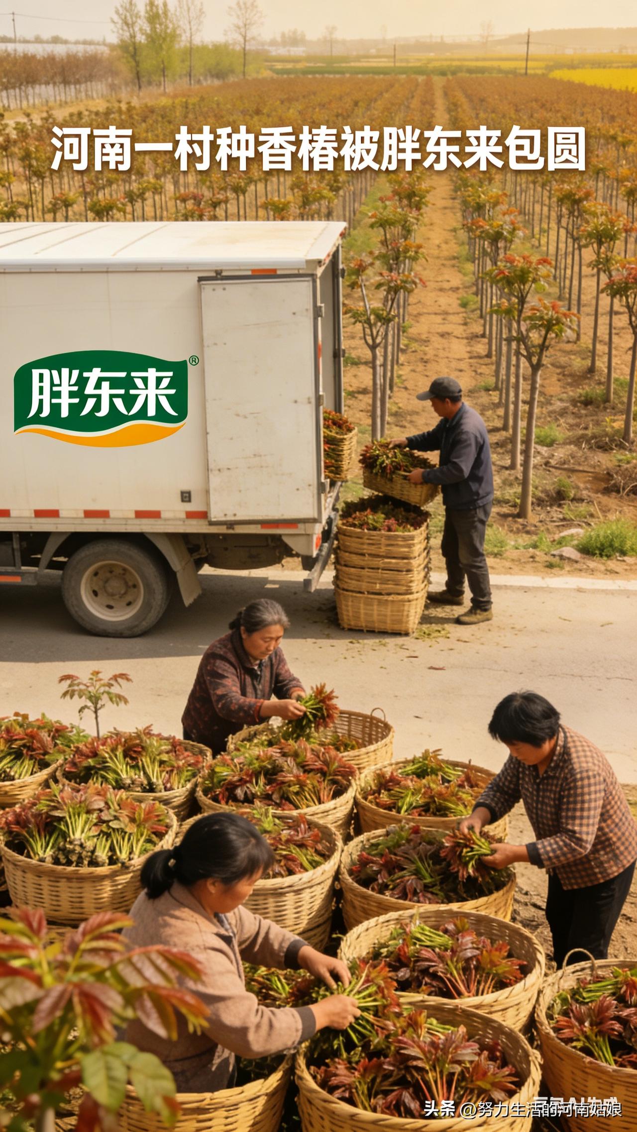 真带劲！河南一村香椿，被胖东来全包了！
 
太实在了！村干部带头种香椿，第一年就