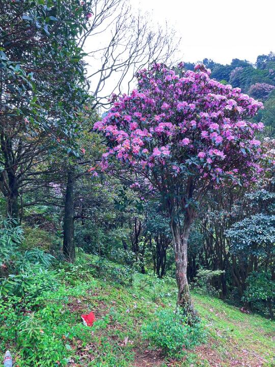 5.1成行出发，广州出发鸡笼顶看杜鹃花🌸