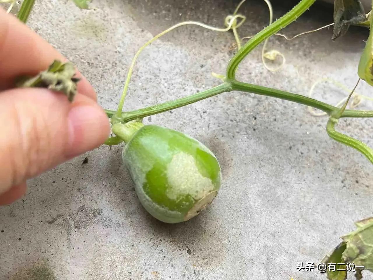 上午来了一位急诊病人，乃是一名十五六岁的少年，生得颇为帅气。只因沉迷玩手机而不肯
