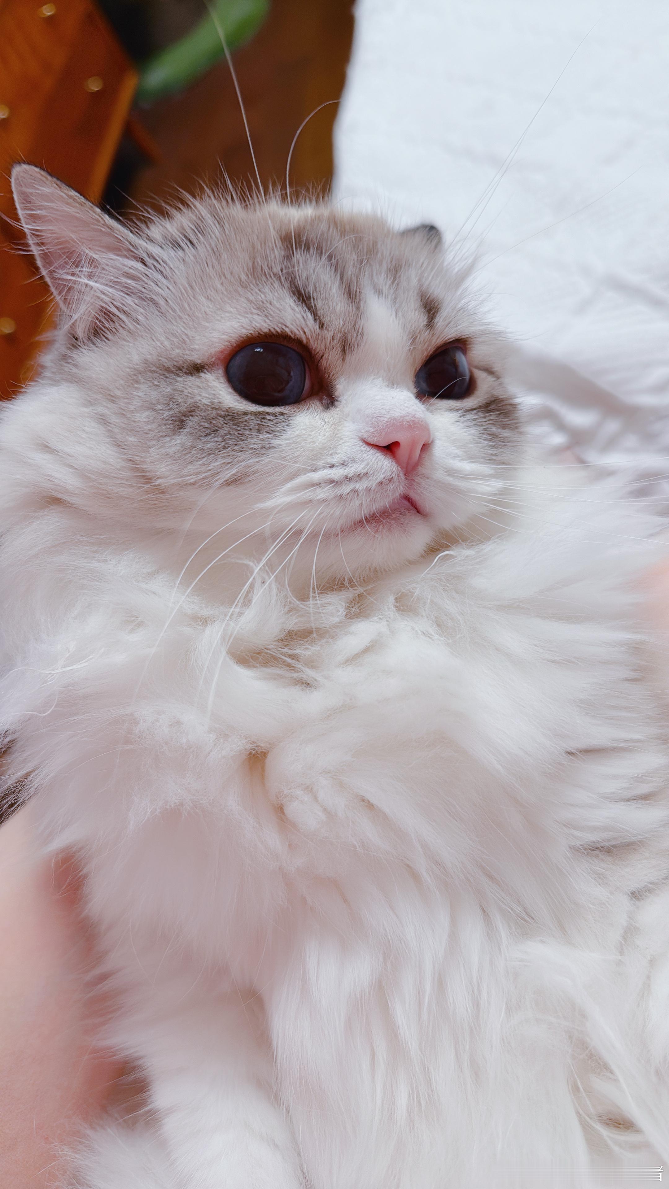 糕的小鼻子好像小猪啊 