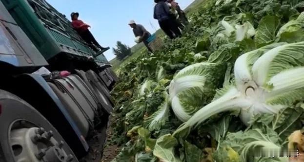 “甲醛白菜”三人被刑拘，重拳之下更该追问：还有多少“隐形毒菜”在流通？

张家口