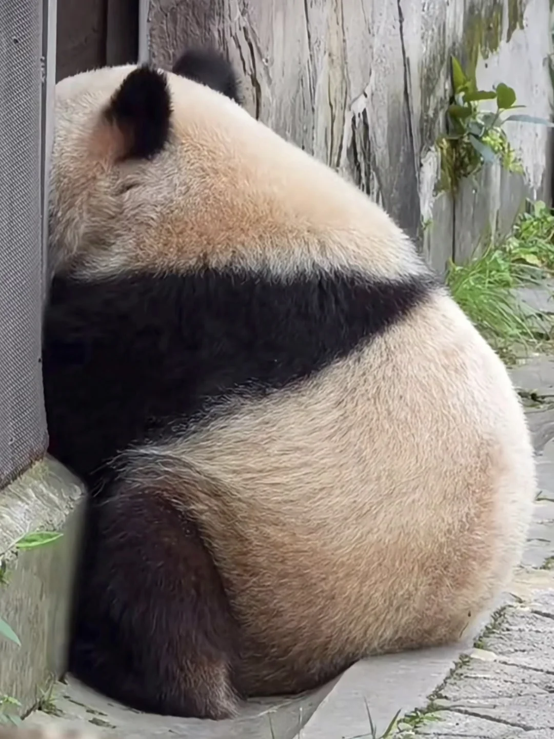 好想从后面抱走好可爱