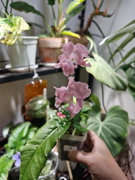 非常适合室内的一款植物 堇兰