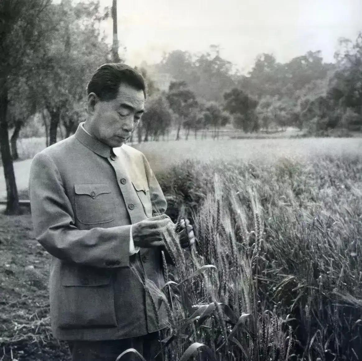 麦子长势喜人，
麦仁饱满结实！