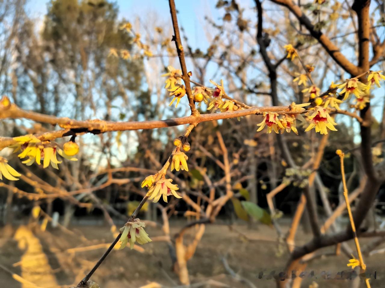 墙角数枝梅，凌寒独自开。遥知不是雪，为有暗香来。王安石的《梅花》诗。雪花、梅花，