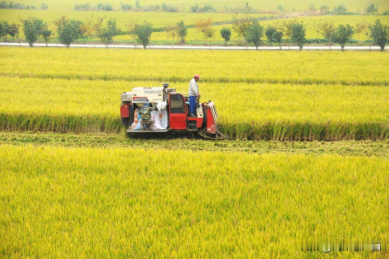 #为什么现在农村土地撂荒那么多了##三农问题大家谈# 农村土地的撂荒，近几年来是