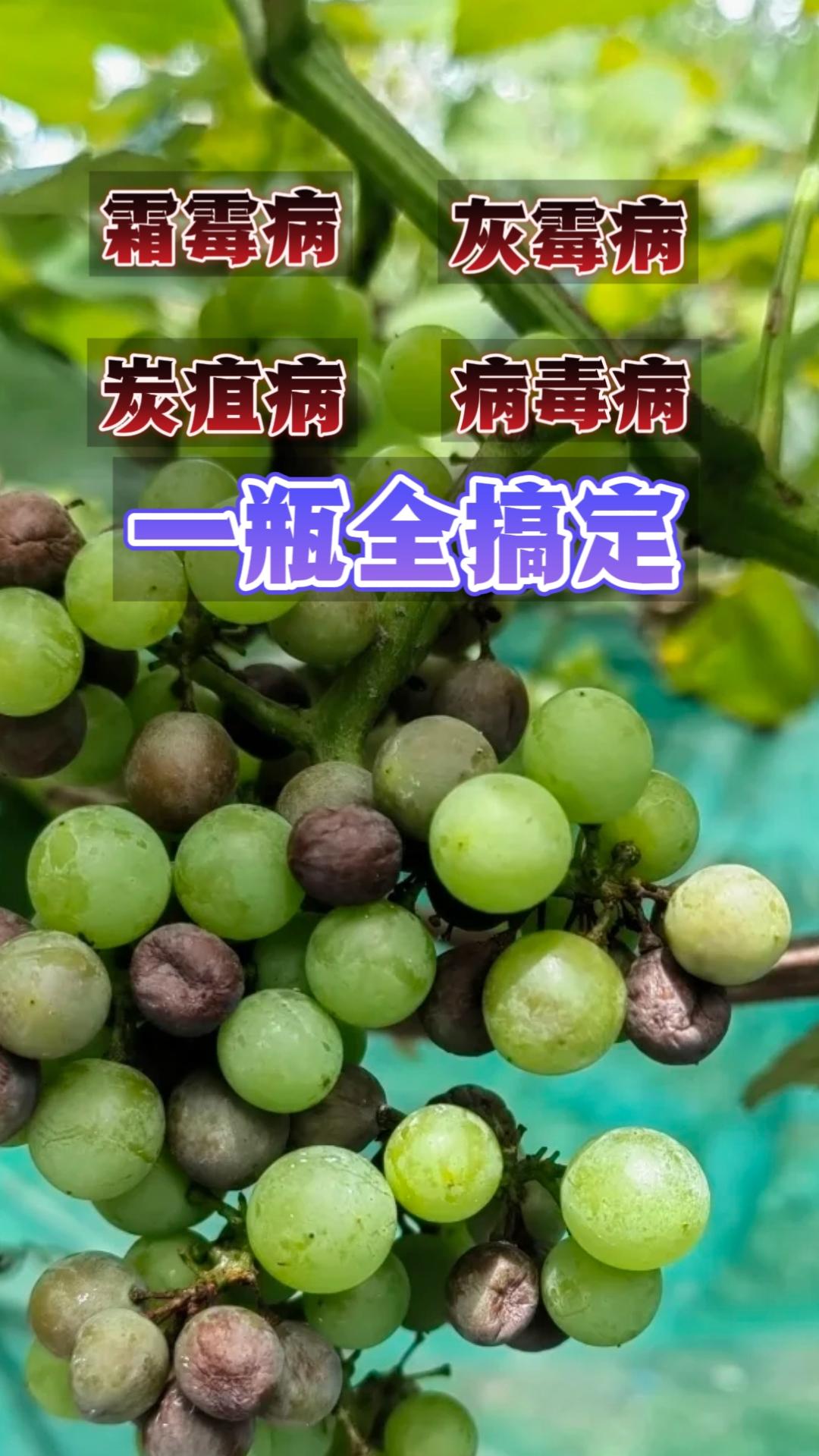 三月份以后气温回暖，葡萄园管理方法