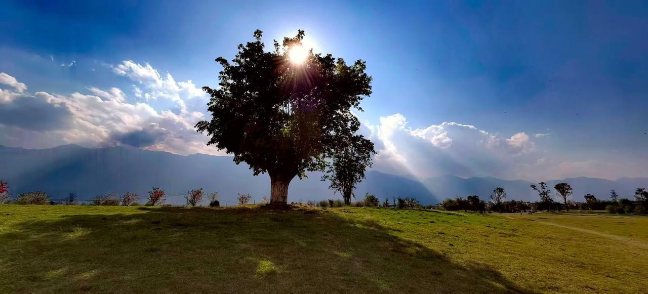 ☀️ 太阳把树的轮廓烫成金边，风掠过草甸时，连影子都在呼吸里漾着光。
🌿 远山