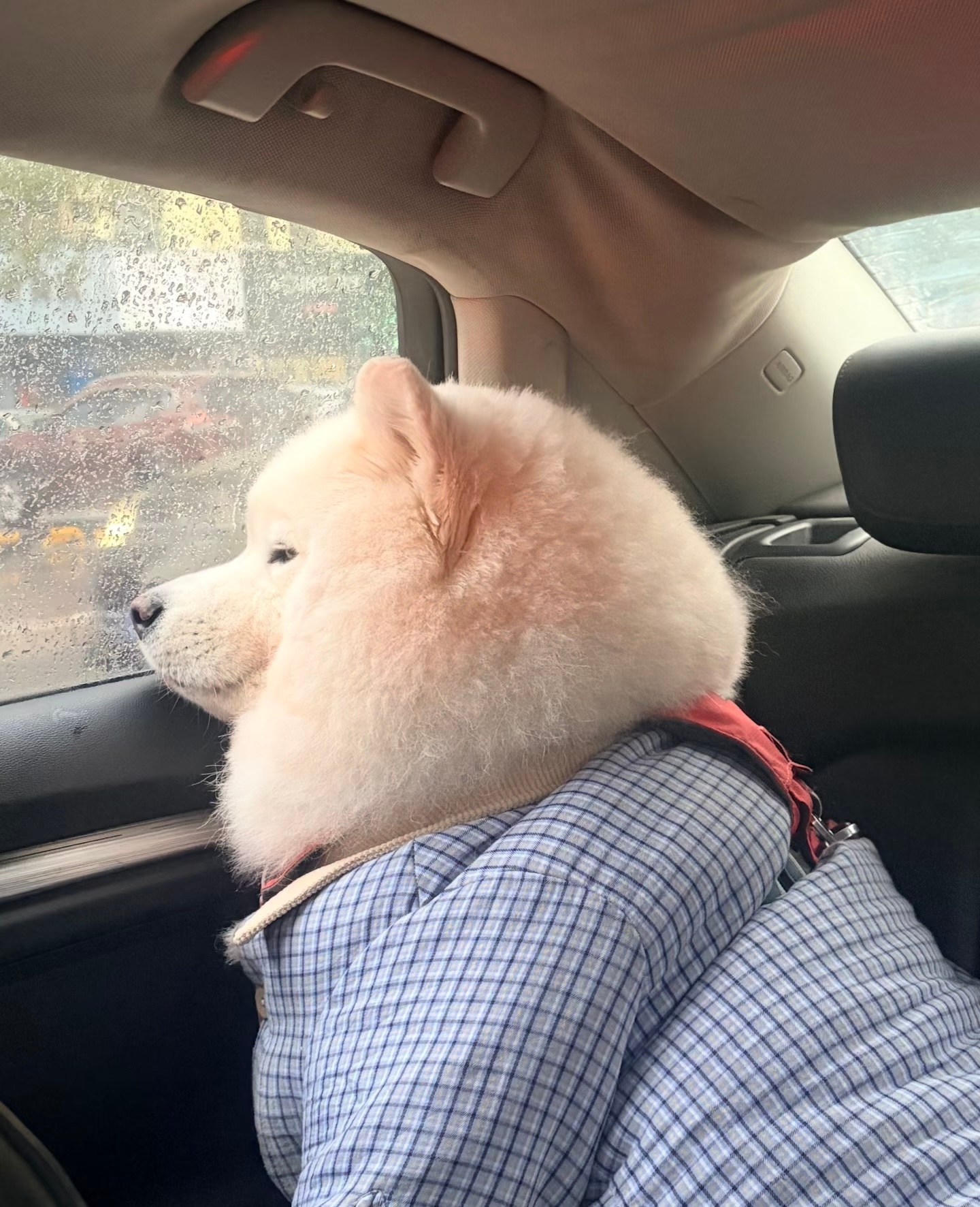 窗外小雨，耶细细赏之 