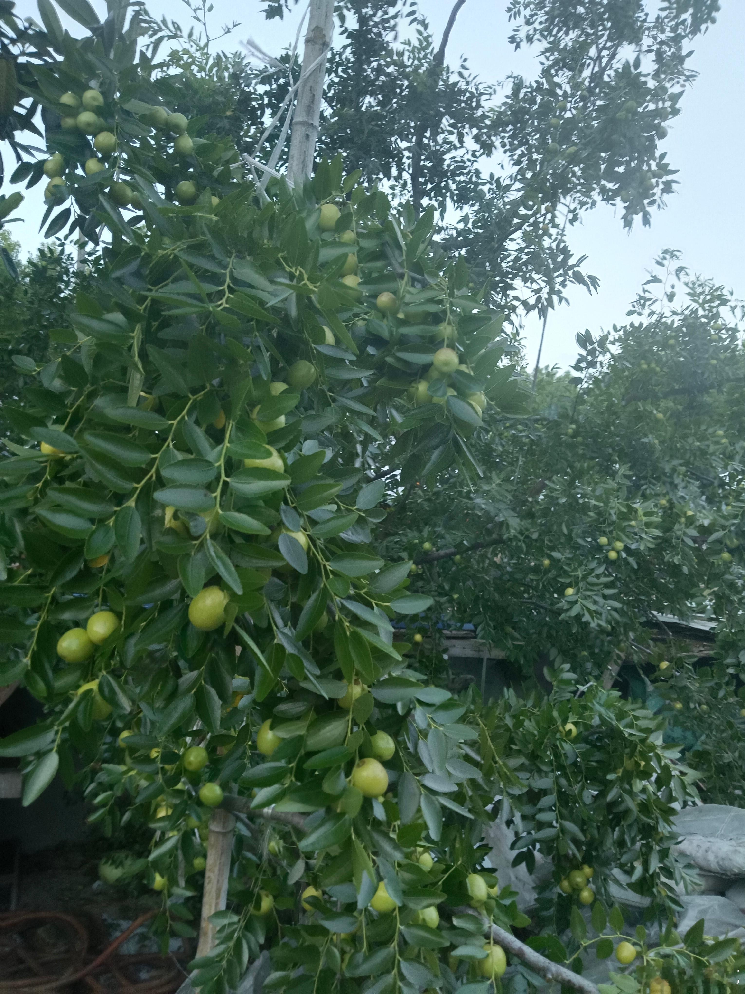 坐等枣熟，这棵树结的枣特别甜，每年有一半都是我吃的