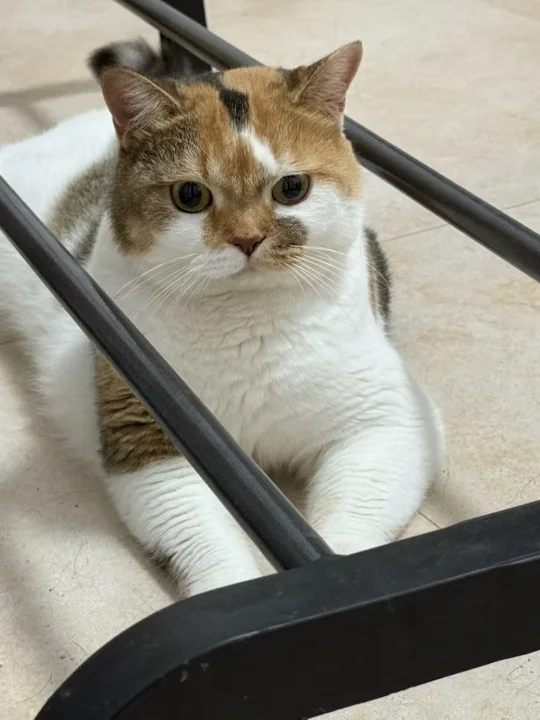 咪可爱，咪任性