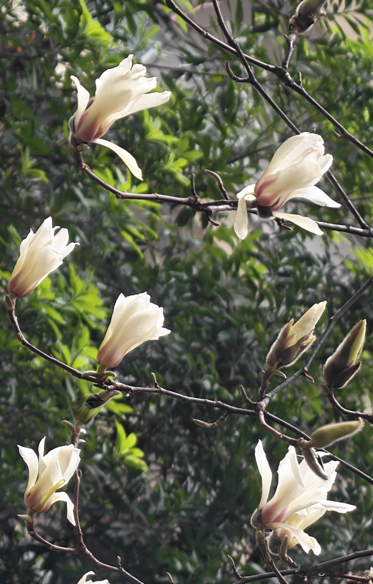 隆冬时节，小区的玉兰花开了。