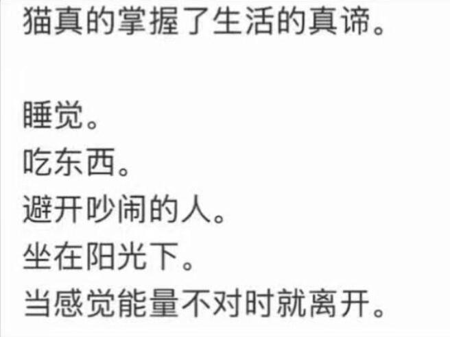 猫真的掌握了生活的真谛。 