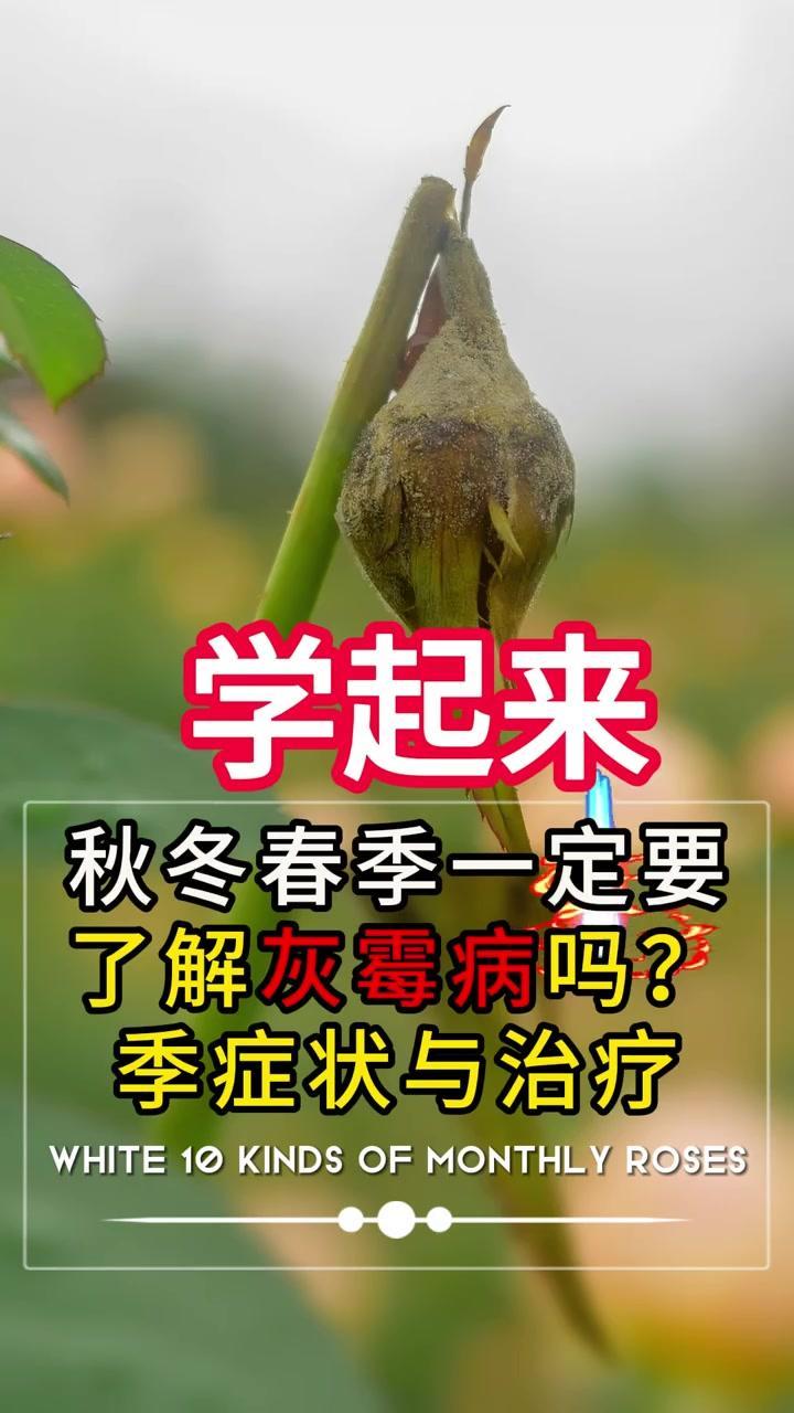 灰霉病是低温高湿环境下的真菌性病害，分生孢子借气流、雨水、露珠及农事操作传播，容