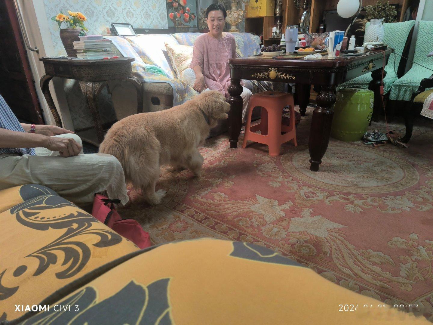 今天一个朋友要把自己的德国金毛送给新主人李劭，由于原主人经常出差不得不送一个好人