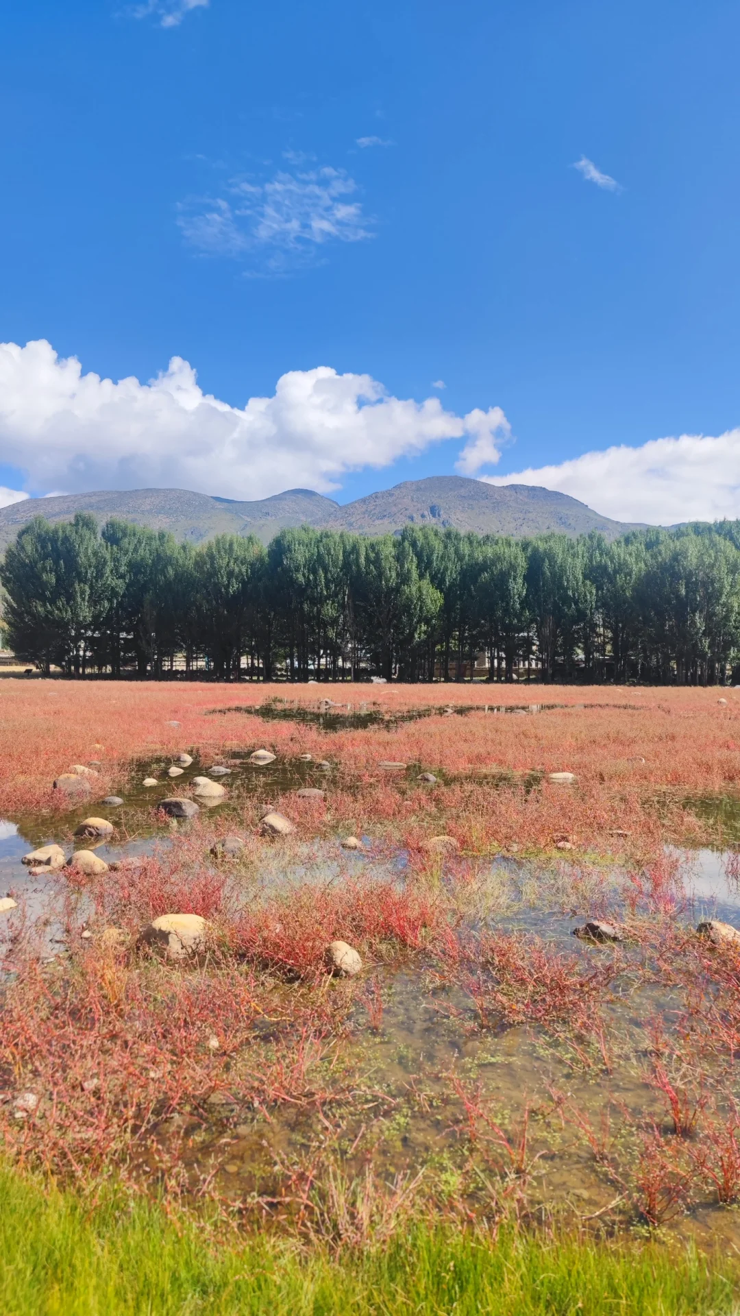 稻城桑堆红草地