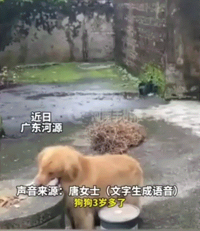 万万没有想到，广东河源，一女子带娃去村诊所看病，出门前她便跟家里的金毛犬开玩笑说