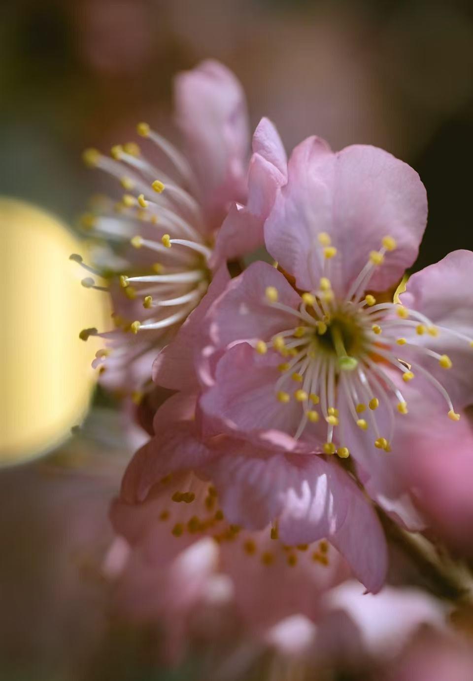 胖子被亲戚盯上了，

家里乱成一锅粥，

谁也没想到会这样。

他爸一直说“别嘚