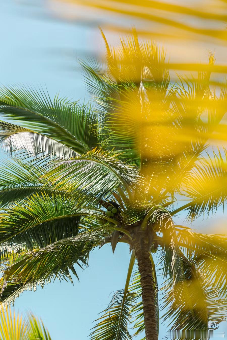 当夏天悄然流逝，请允许我成为你的夏天。----- 艾米莉·狄金森 