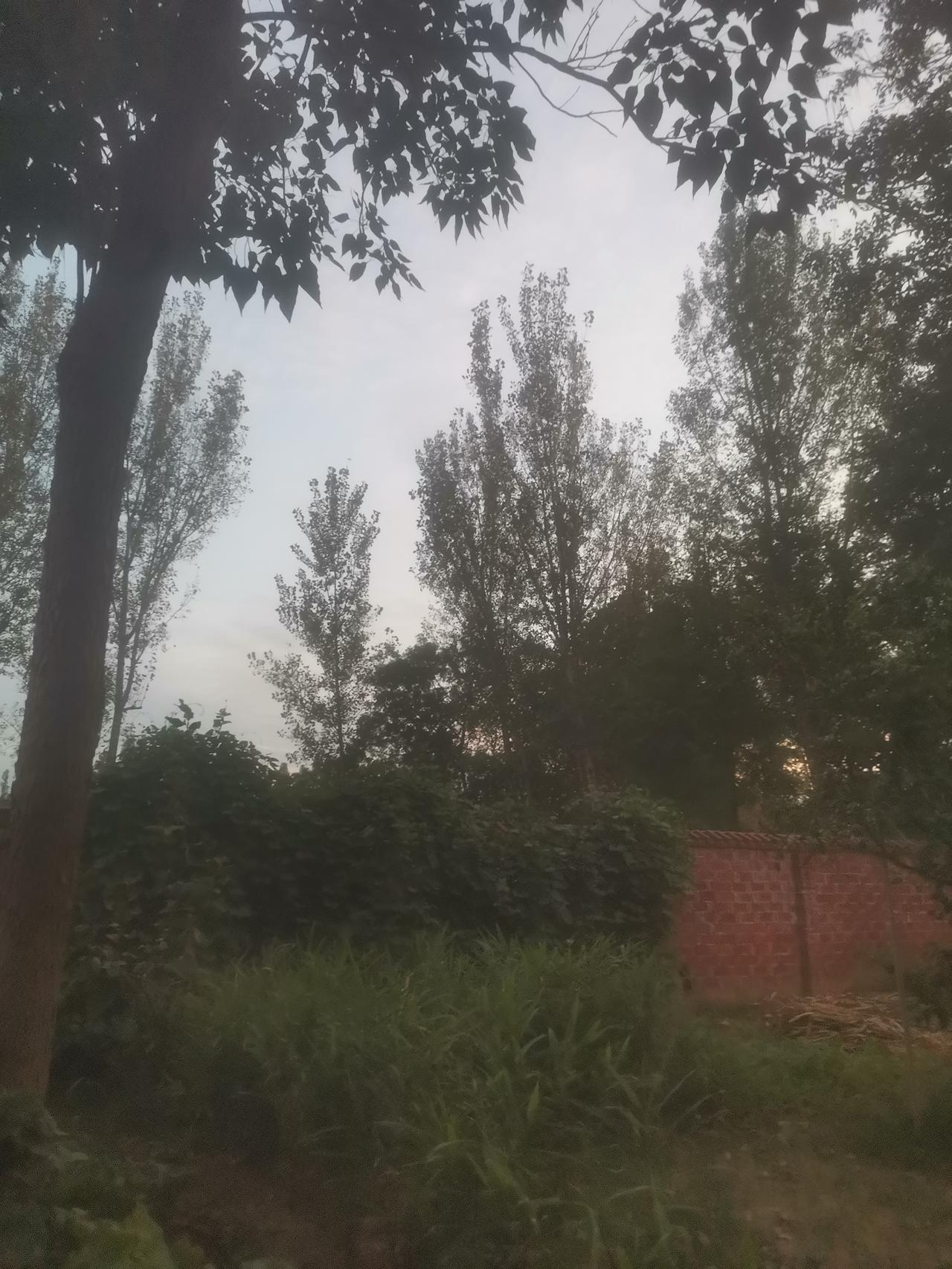 现在是早晨的六点十分，天刚刚亮，空气中有薄薄的雾，湿漉漉的。
我真替我父母捏了一