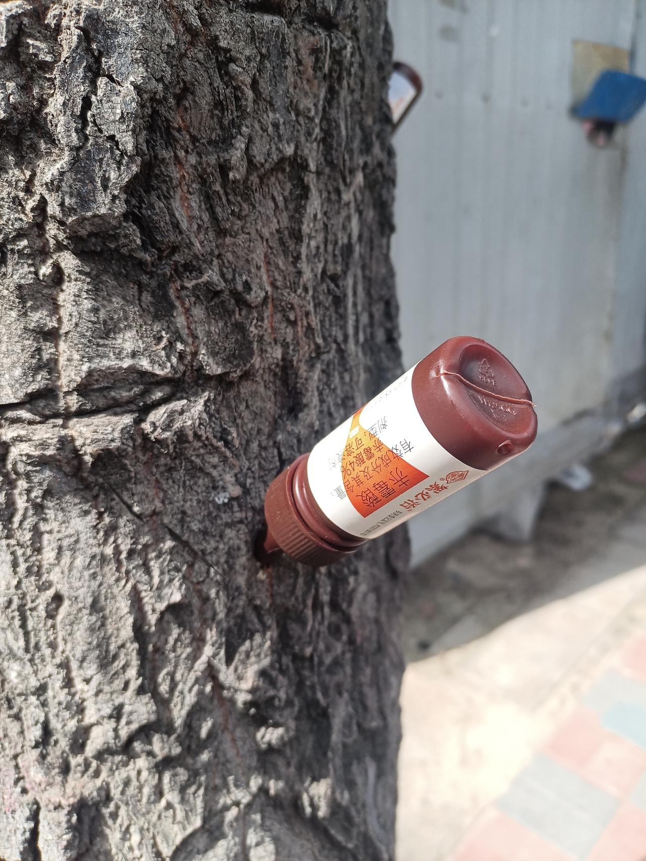 大家纷纷吐槽的杨絮乱飞的场景，估计明年应该会好很多的吧。
   今天看到赵佗路两