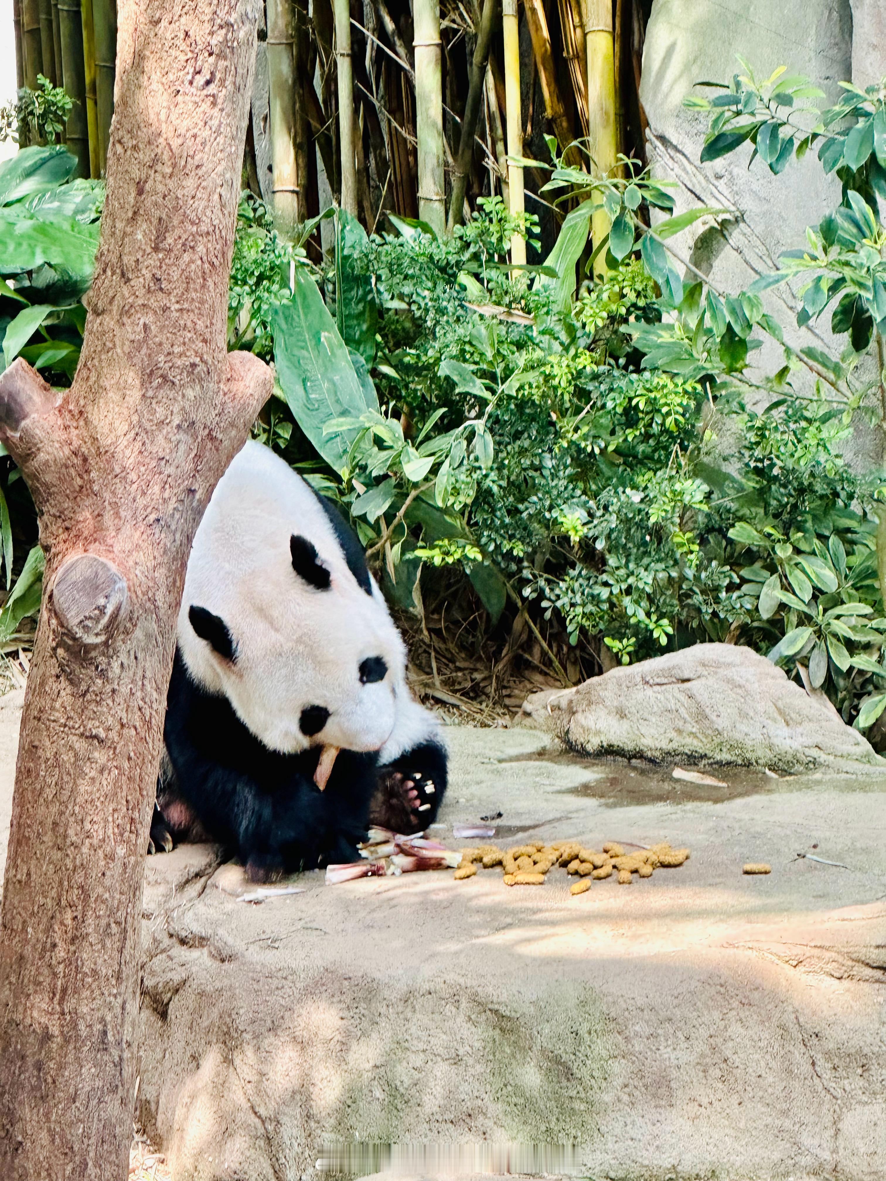 熊猫外交 真得有用，太可爱了🐼