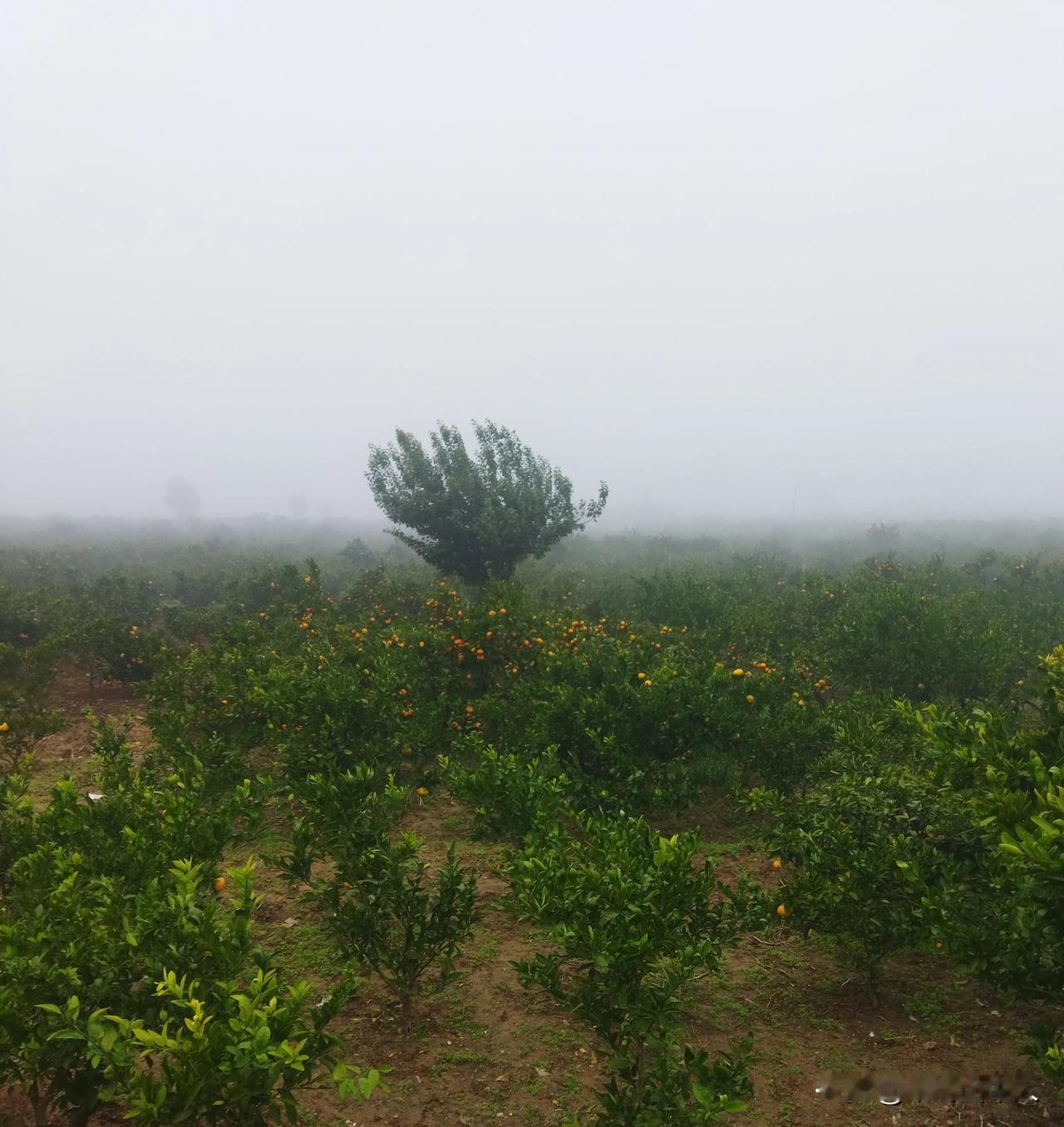 下雨天吃桔子真酸

今年桔子味好酸，
酸得牙齿倒一边。
坚持吃完一整个，
尿尿跑