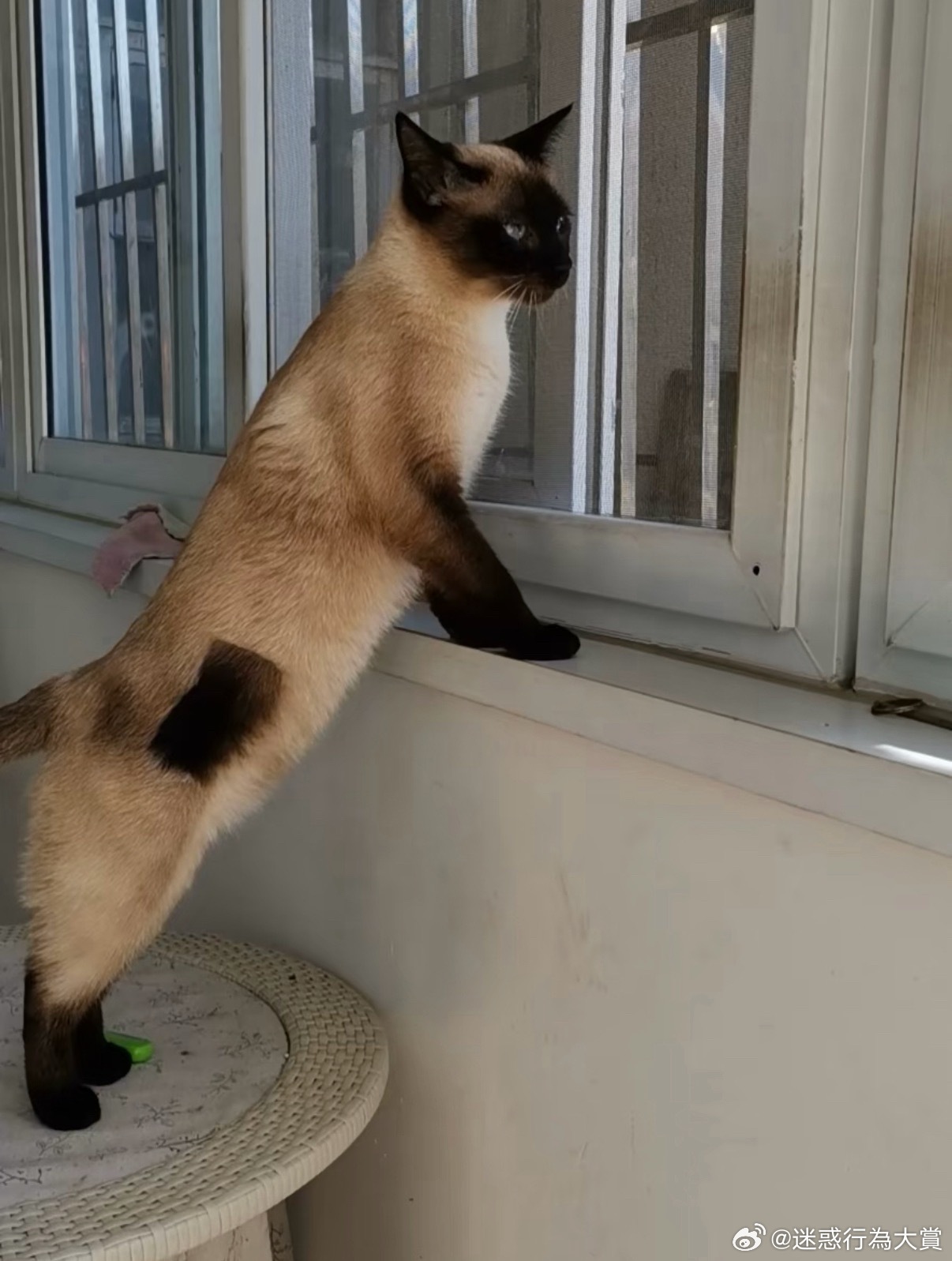逻辑猫新长出来的毛像是打的补丁[哆啦A梦吃惊] ​​​