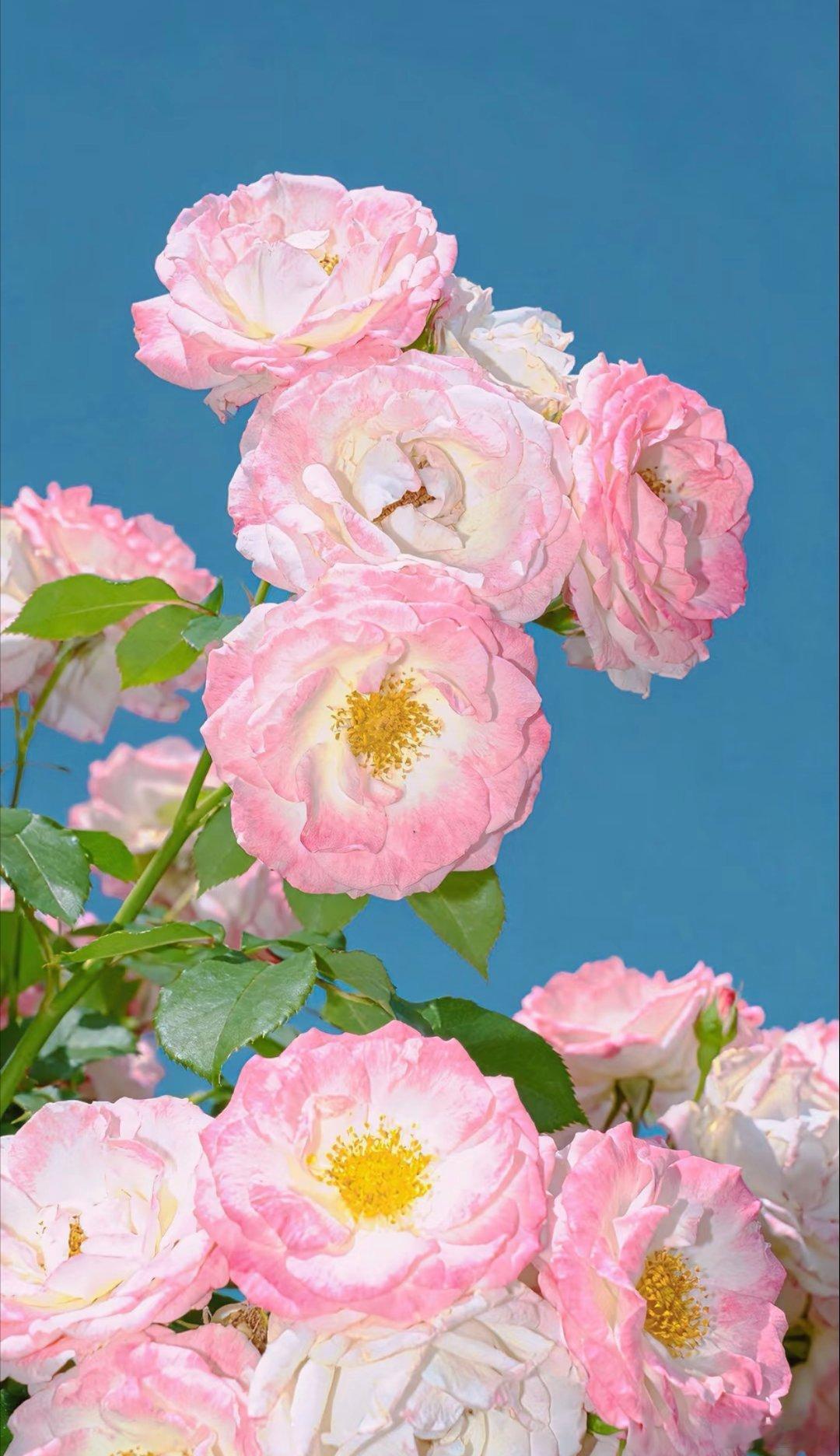 月季是蔷薇科蔷薇属常绿或半常绿低矮灌木，四季开花，花色丰富，被誉为"花中皇后"；