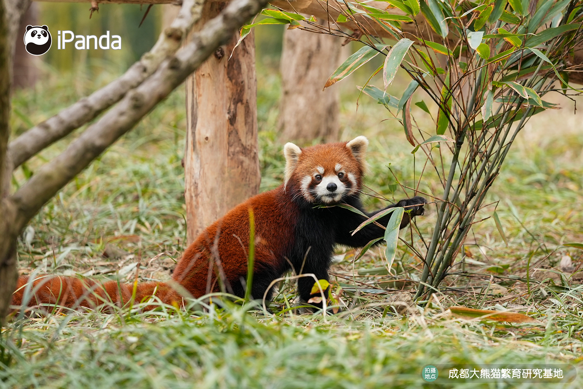 【小熊猫的治愈从早安开始 🌟】发言熊：小熊猫名熊名言：这一刻的心动对视，足以化