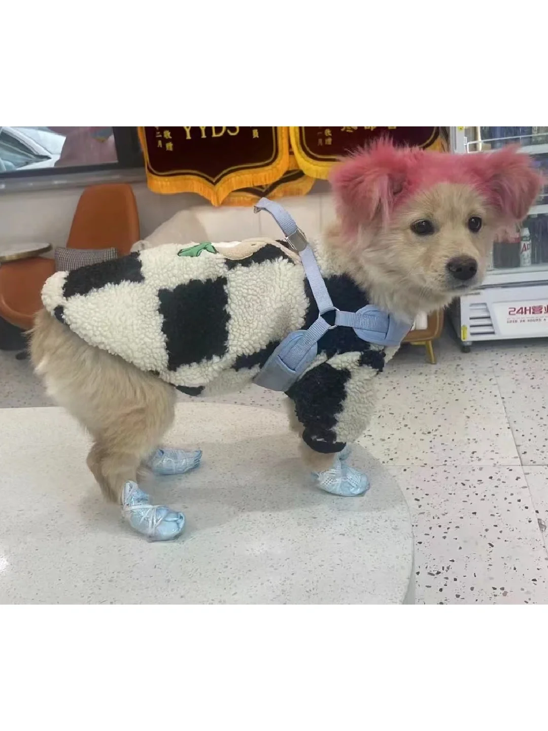 看起来就像是我们汉口阿姨带出来的小狗