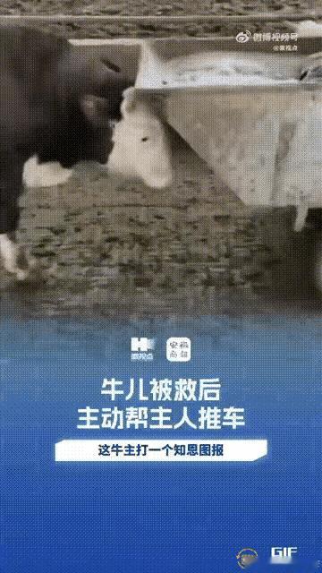 万物皆有灵性，你相信吗？在安徽的一个养殖场里，就有这样一头神奇的牛，它不仅通人性