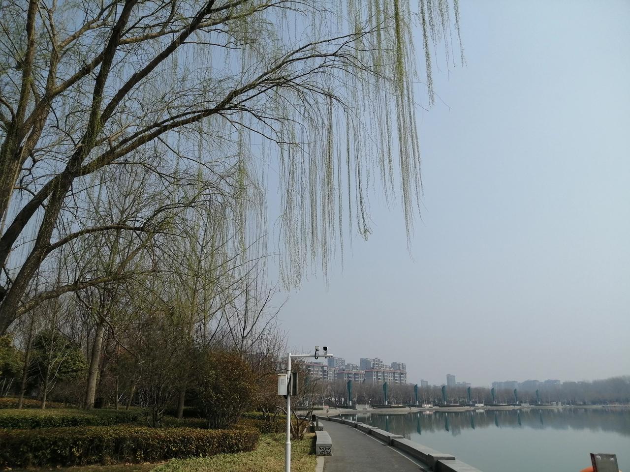 #一张照片证明春天来了#平原示范区的凤湖边的垂柳吐出新绿。
