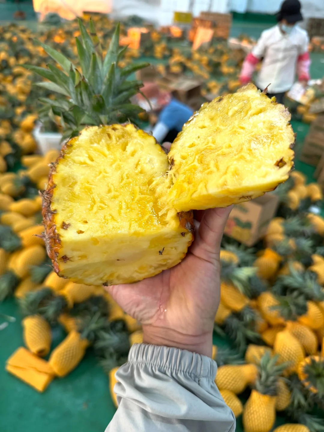 只有收包装和快递费，凤梨白送给大家试吃！