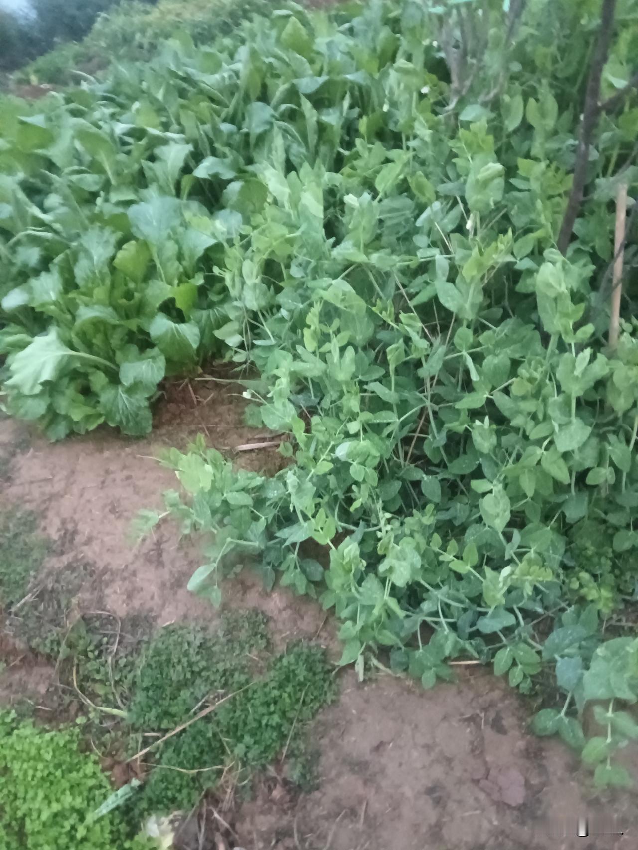 亲戚对簿公堂笔误遮不住本心，遗嘱为单身老人立住身后清明：上海张先生的遗产纠纷，终