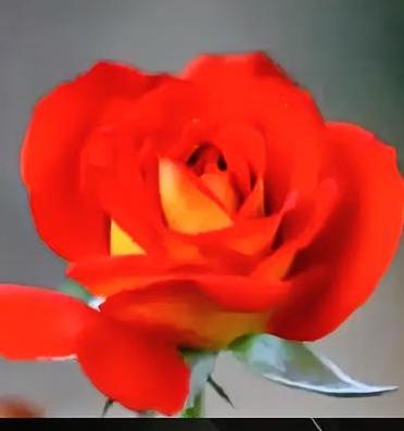 热情似火的暖色系月季花你喜欢吗?热情似火的暖色月季层层绽放，暖阳浸染花瓣，明艳烂