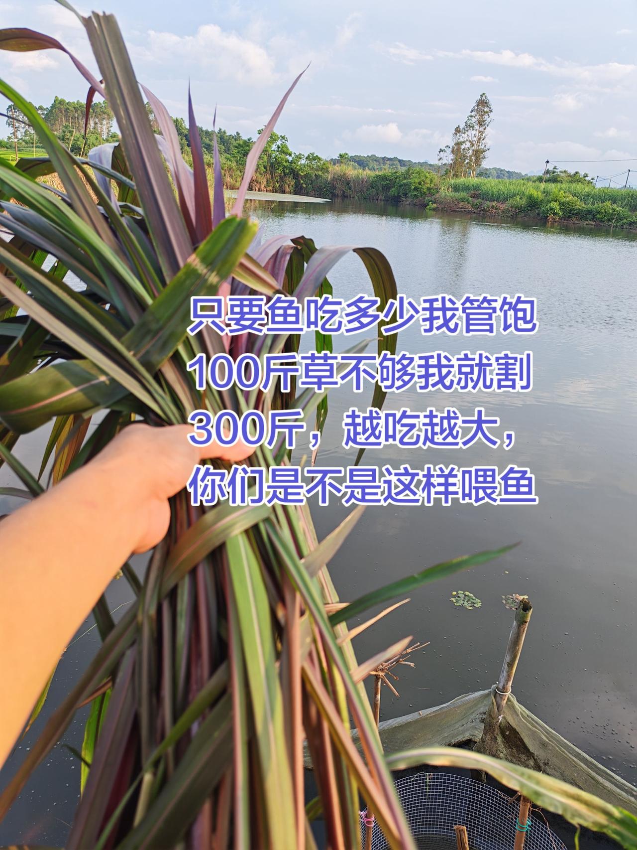只要鱼儿能吃，多少我都喂喂鱼 养鱼 鱼塘