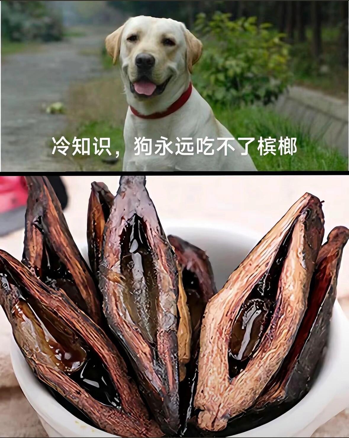 冷知识科普 奇怪的知识增多了 