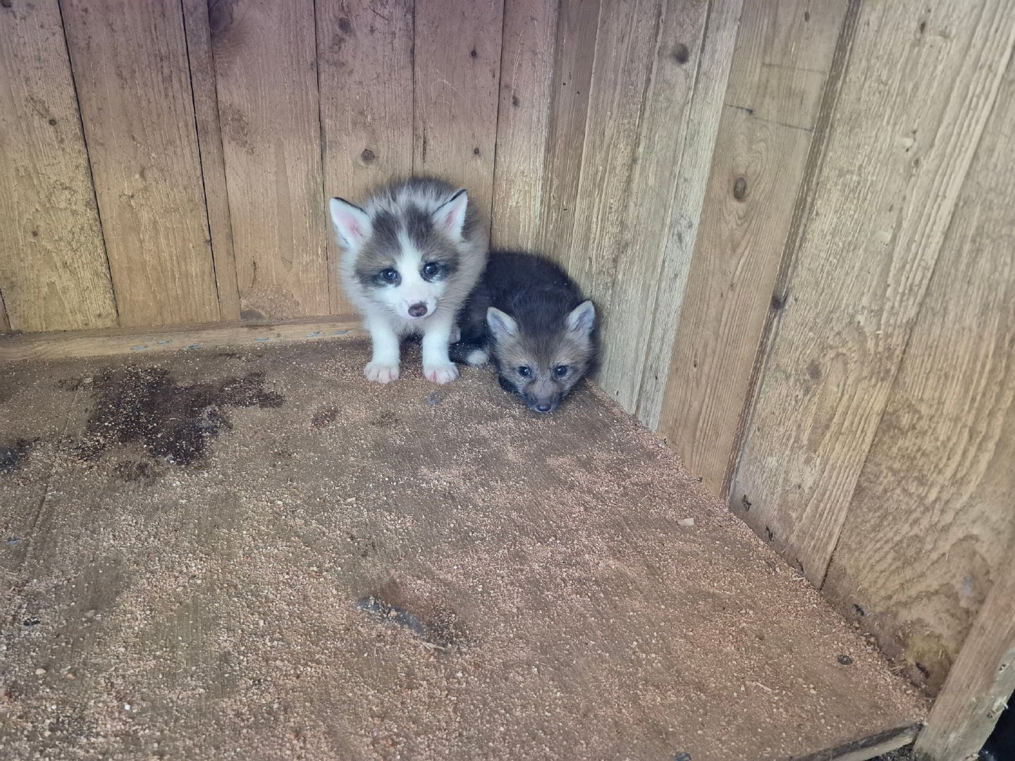 宽敞的房间会让它显得更加小©️kon_fox_village 