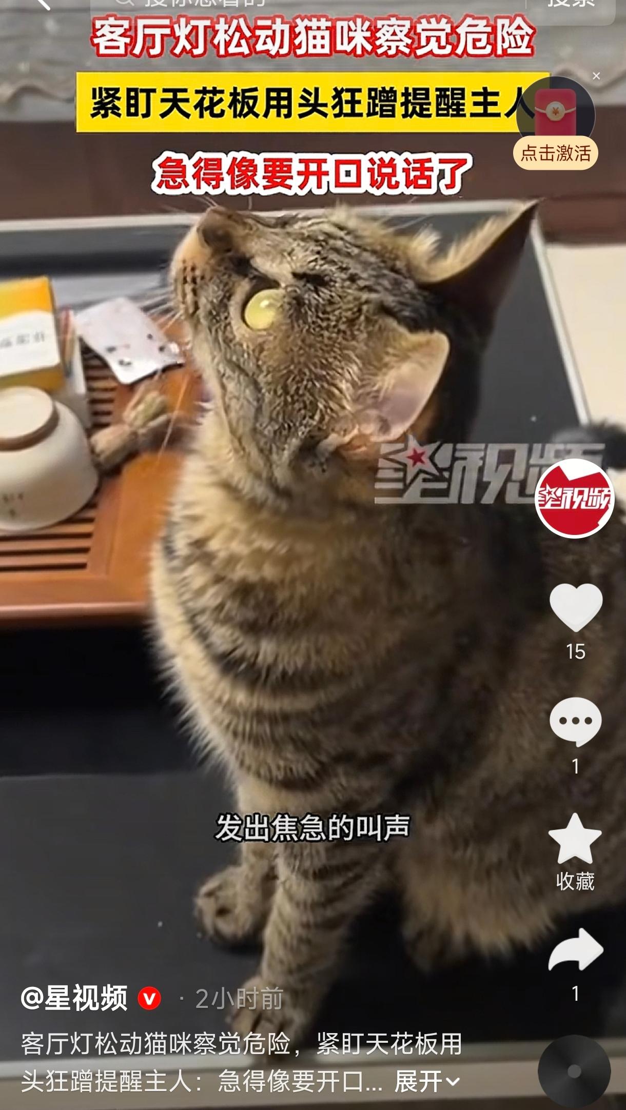 太有灵性了！河北邢台，女子家里养了只猫。那天猫突然就不对劲了，嗷嗷叫，跟平时撒娇